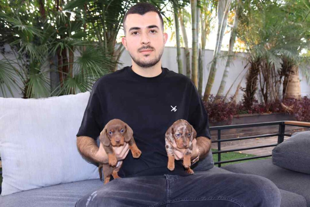 קינג דוגס - כלב למשפחה שלכם